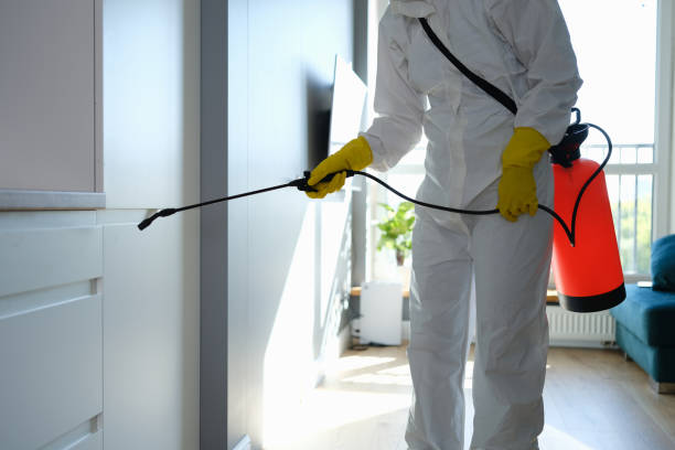 Attic Mold Removal in Le Grand, CA