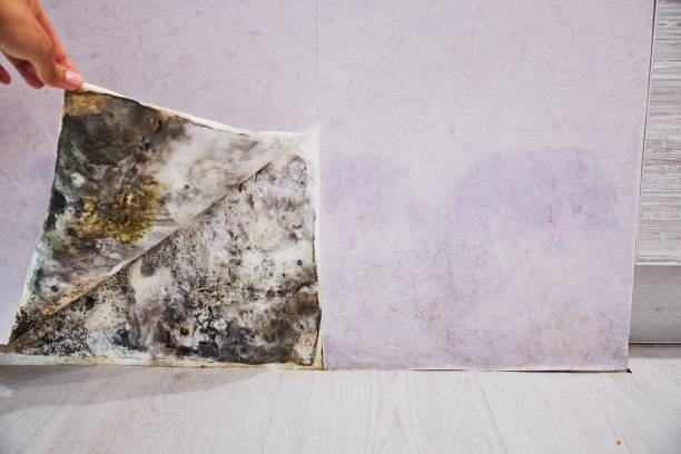 Professional Mold Removal in Le Grand, CA